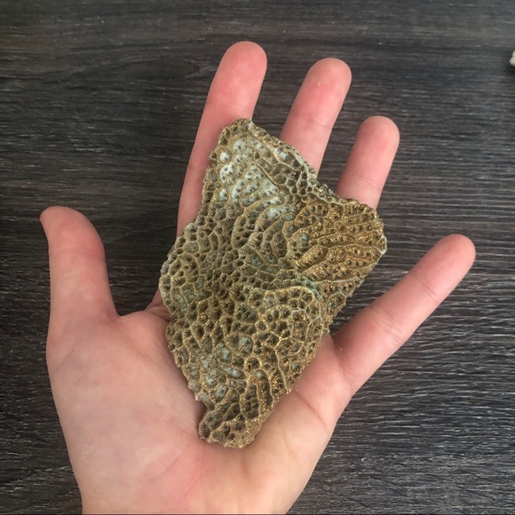 Coral Natural (lot of 6) for Decor, Gilded 🌵 🏺 - Picture 7 of 8